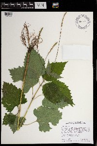 Phryma leptostachya image