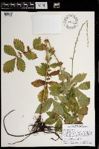Agrimonia gryposepala image