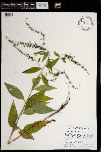 Hackelia virginiana image