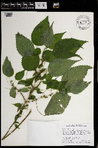 Image Associated With the Occurrence