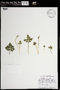 Sceptridium rugulosum image