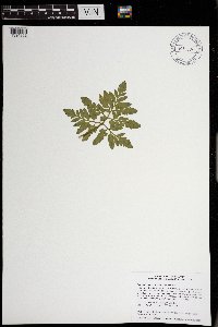 Sceptridium oneidense image