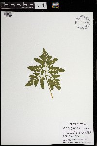 Sceptridium oneidense image