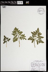 Sceptridium oneidense image