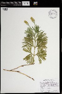 Diphasiastrum digitatum image