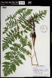 Pteridium aquilinum var. latiusculum image