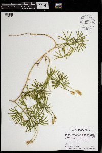 Diphasiastrum digitatum image