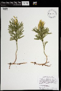 Dendrolycopodium hickeyi image