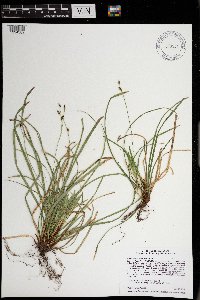 thumbnail image of current specimen