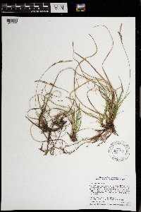 Carex richardsonii image