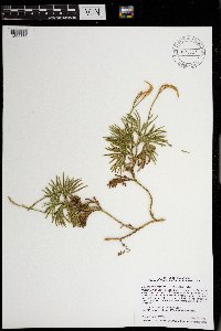 Diphasiastrum digitatum image