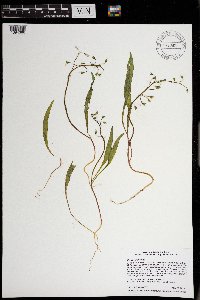 Claytonia virginica image