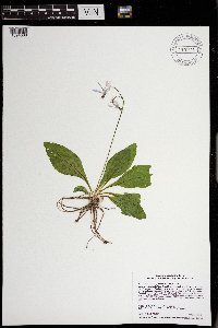 Dodecatheon amethystinum image