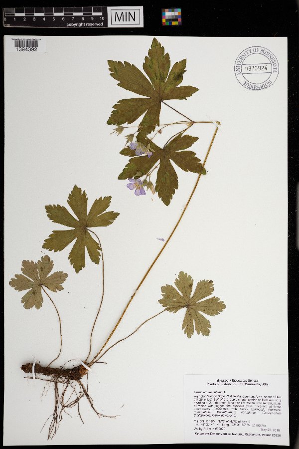 Geranium maculatum image