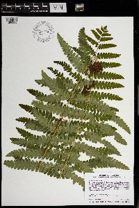 Claytosmunda claytoniana image