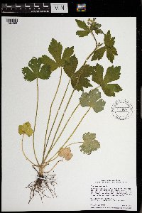 Ranunculus recurvatus image