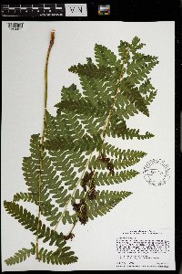 Claytosmunda claytoniana image