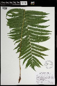 Image Associated With the Occurrence