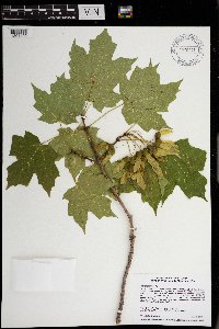Acer saccharum image