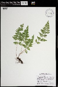 Cystopteris tenuis image