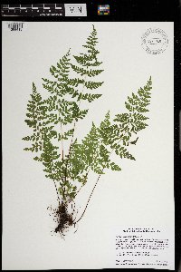 Cystopteris tenuis image