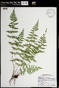 Cystopteris tennesseensis image