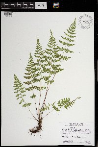 Cystopteris tenuis image