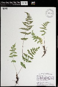 Cystopteris tennesseensis image