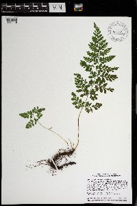 Cystopteris protrusa image