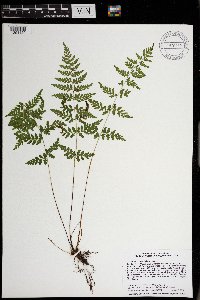 Cystopteris tenuis image