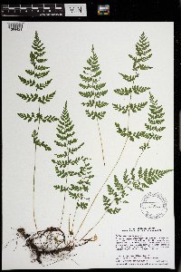 Cystopteris tenuis image