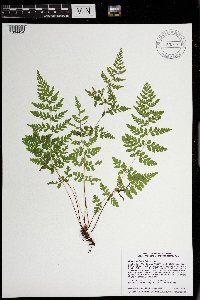 Cystopteris tenuis image