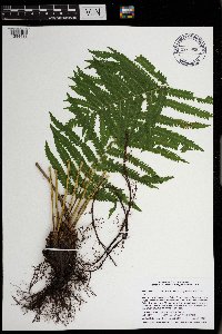 Image Associated With the Occurrence