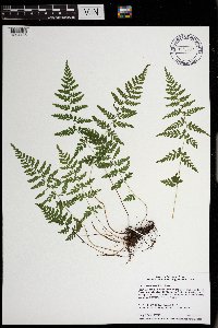 Cystopteris tenuis image
