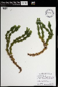 Thumbnail image of current specimen