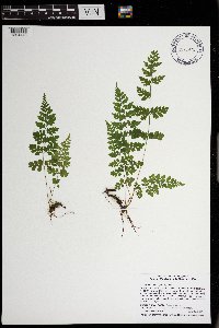 Cystopteris tenuis image