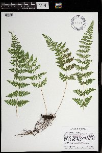 Cystopteris tennesseensis image