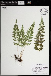 Cystopteris tennesseensis image