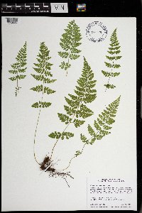 Cystopteris tenuis image