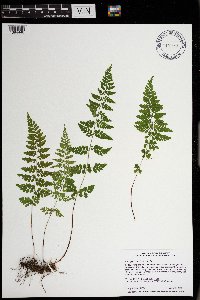 Cystopteris tenuis image