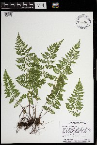 Cystopteris tenuis image