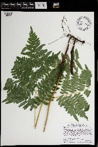 Pteridium aquilinum var. latiusculum image