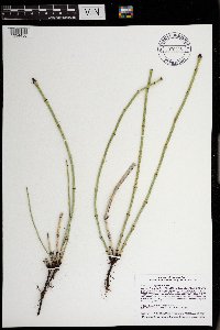 Equisetum laevigatum image