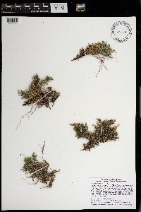 Selaginella rupestris image