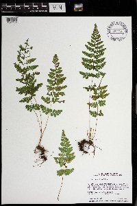 Cystopteris tenuis image