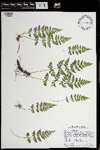 Cystopteris tenuis image