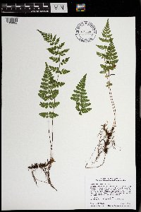 Cystopteris tenuis image