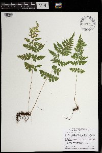 Cystopteris tenuis image