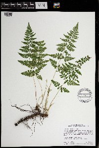 Cystopteris tenuis image