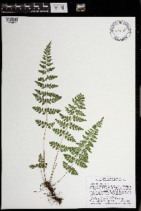 Cystopteris tenuis image